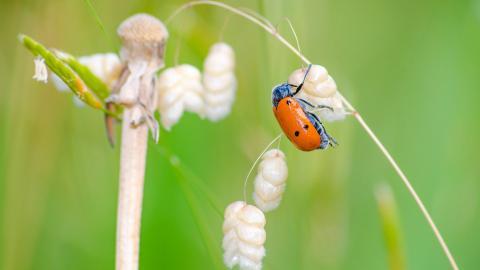 清新花园里的昆虫小动物图片