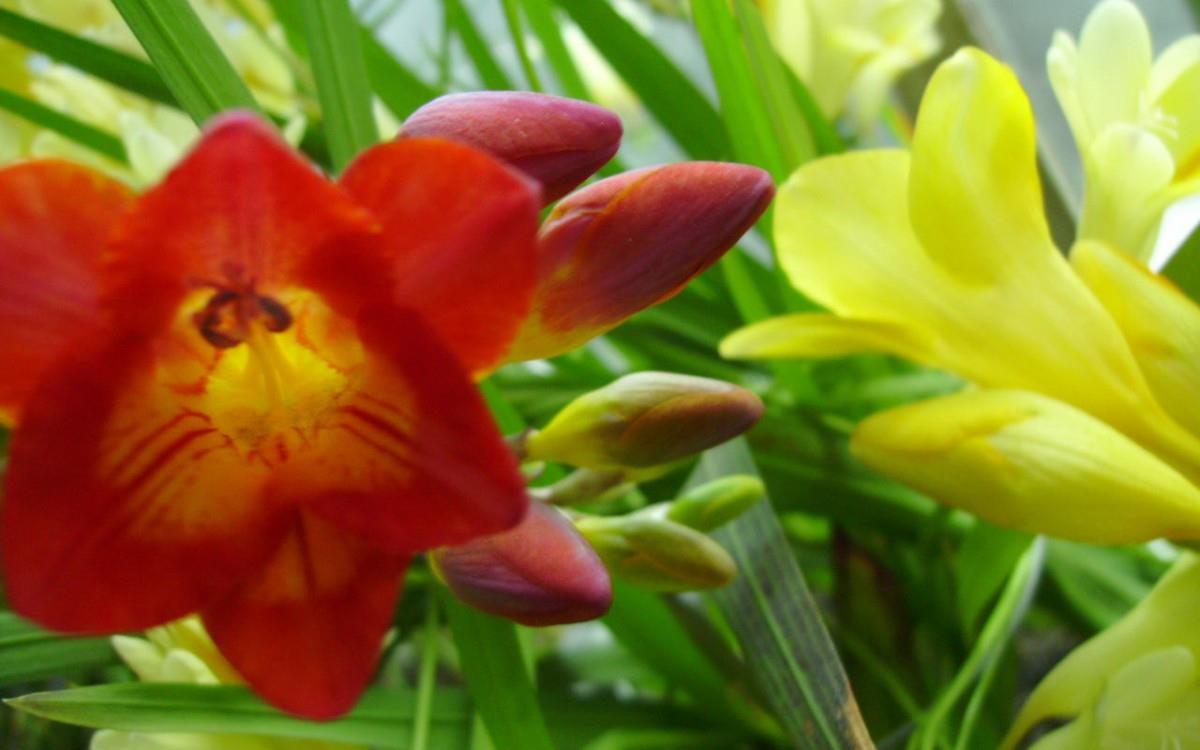 香雪兰花卉图片第二辑