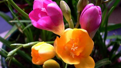 香雪兰花卉图片第二辑