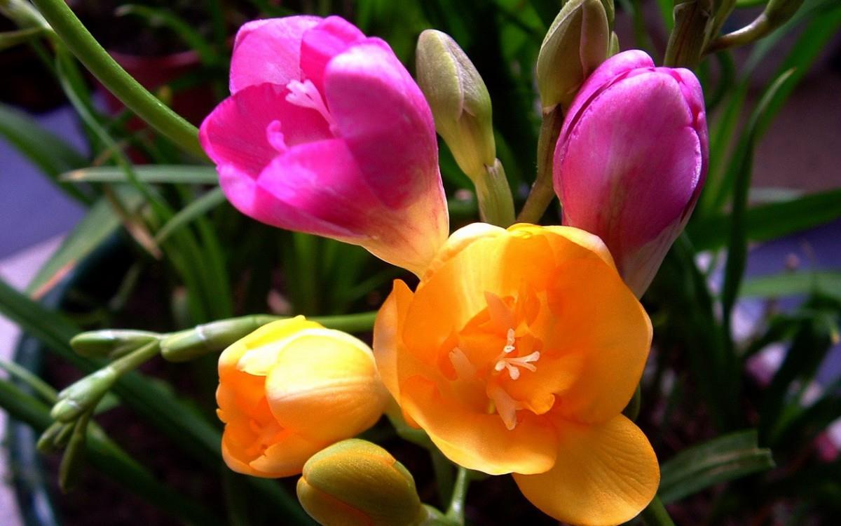 香雪兰花卉图片第二辑