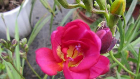 香雪兰花卉图片第二辑