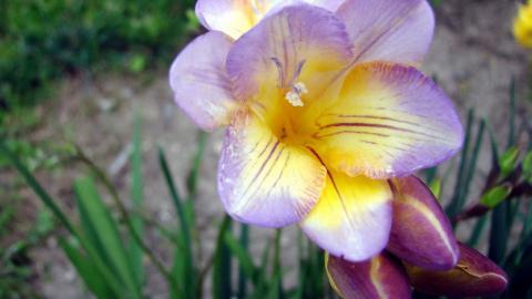 香雪兰花卉图片第二辑