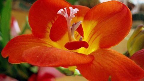 香雪兰花卉图片第二辑