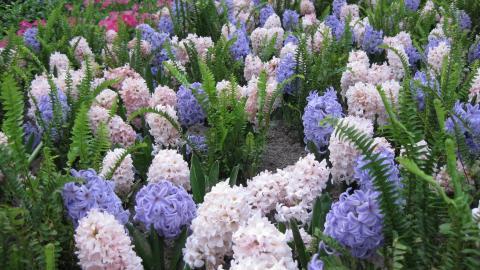 淡雅美丽的风信子花语图片