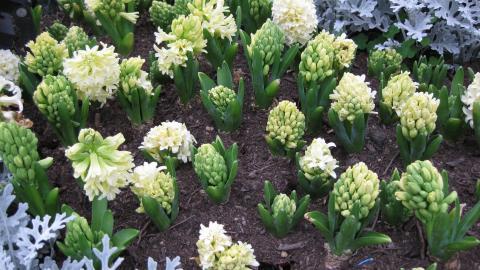 淡雅美丽的风信子花语图片