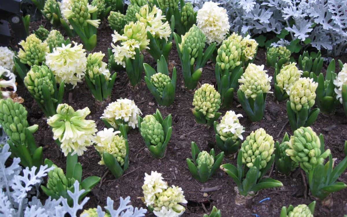 淡雅美丽的风信子花语图片