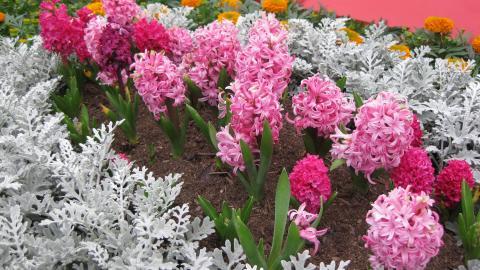 淡雅美丽的风信子花语图片