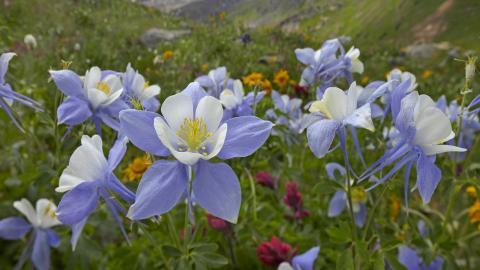 各色的鲜花图片
