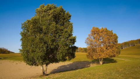 秋天的森林与草原图片