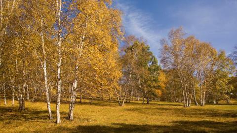 秋天的森林与草原图片