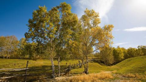 秋天的森林与草原图片