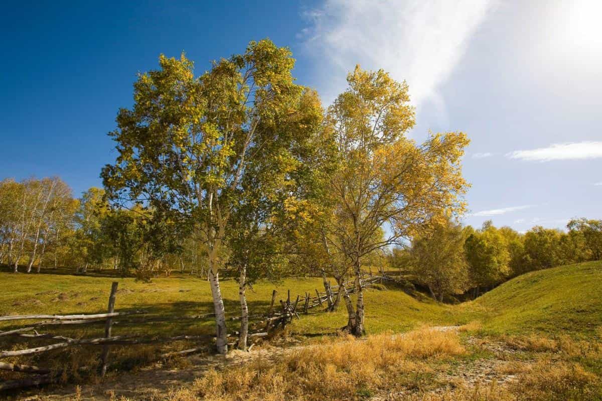 秋天的森林与草原图片