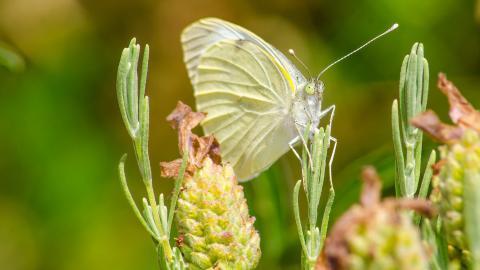 清新花园里的昆虫小动物图片