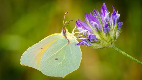 清新花园里的昆虫小动物图片