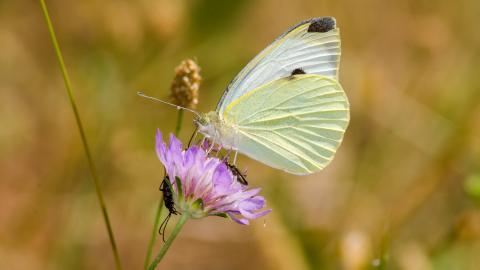 清新花园里的昆虫小动物图片