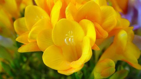 香雪兰花卉图片第二辑