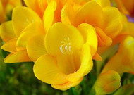 香雪兰花卉图片第二辑