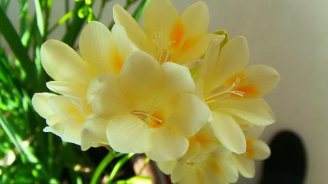 香雪兰花卉图片第二辑