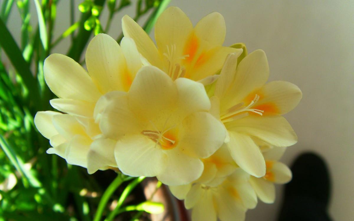 香雪兰花卉图片第二辑