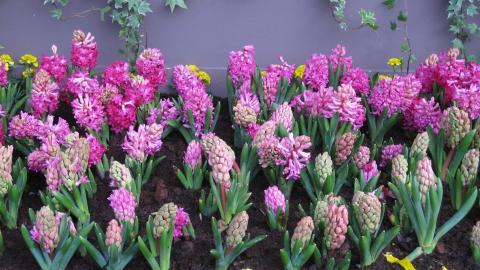 淡雅美丽的风信子花语图片