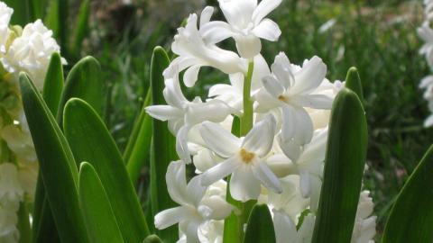 淡雅美丽的风信子花语图片