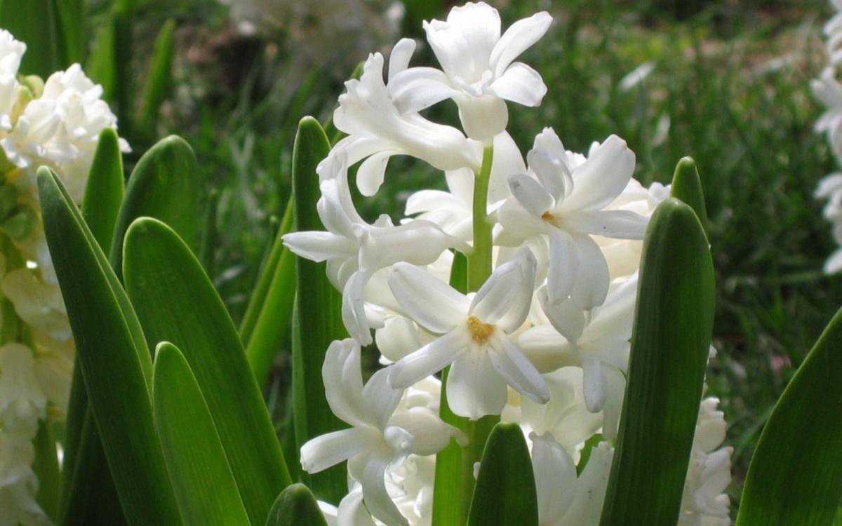 淡雅美丽的风信子花语图片