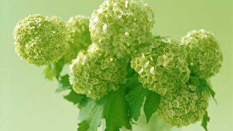 淡雅美丽的风信子花语图片