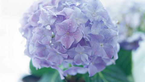 淡雅美丽的风信子花语图片