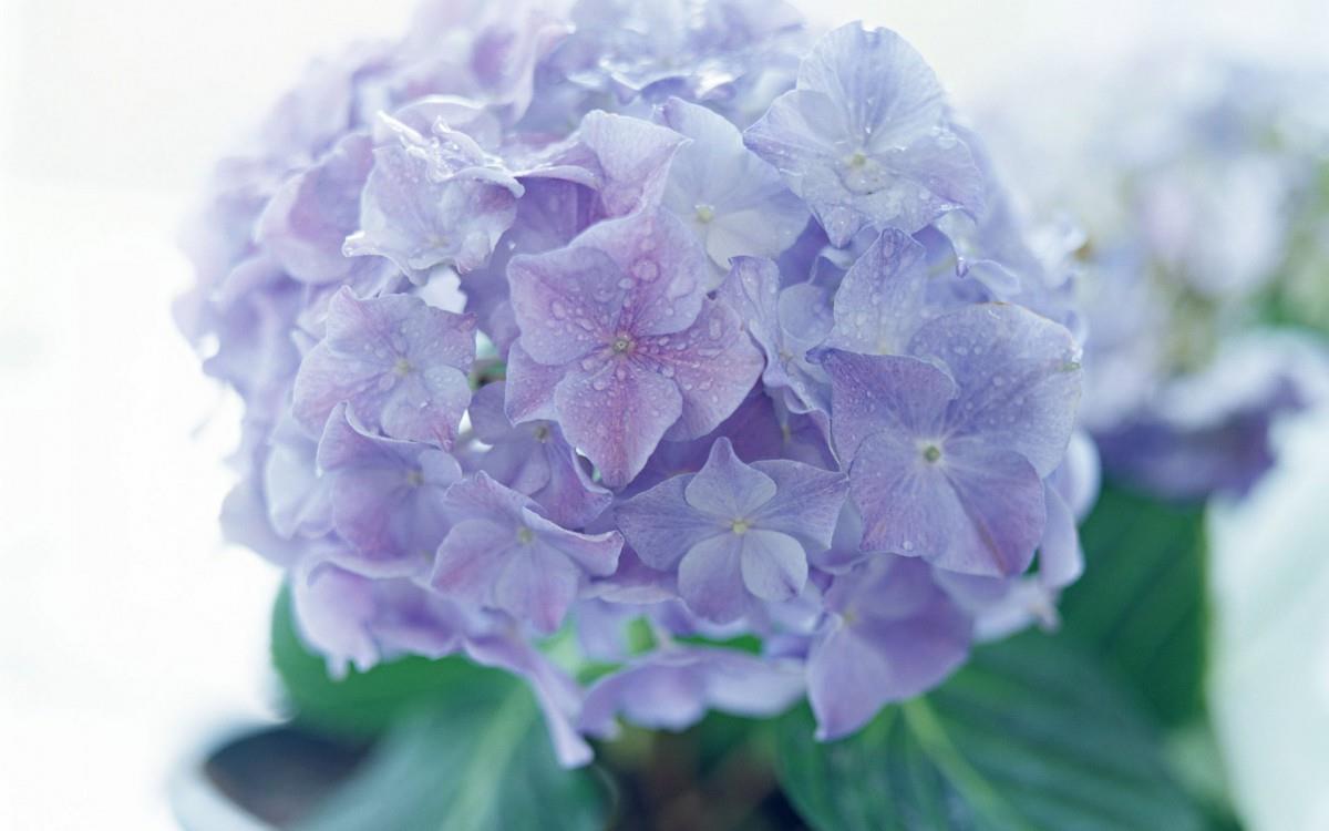 淡雅美丽的风信子花语图片