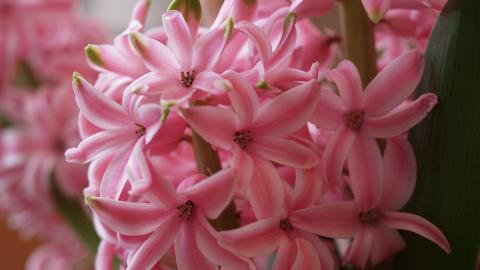 淡雅美丽的风信子花语图片