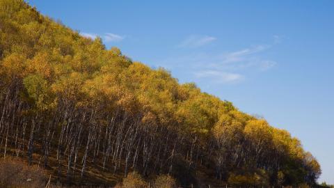 秋天的森林与草原图片