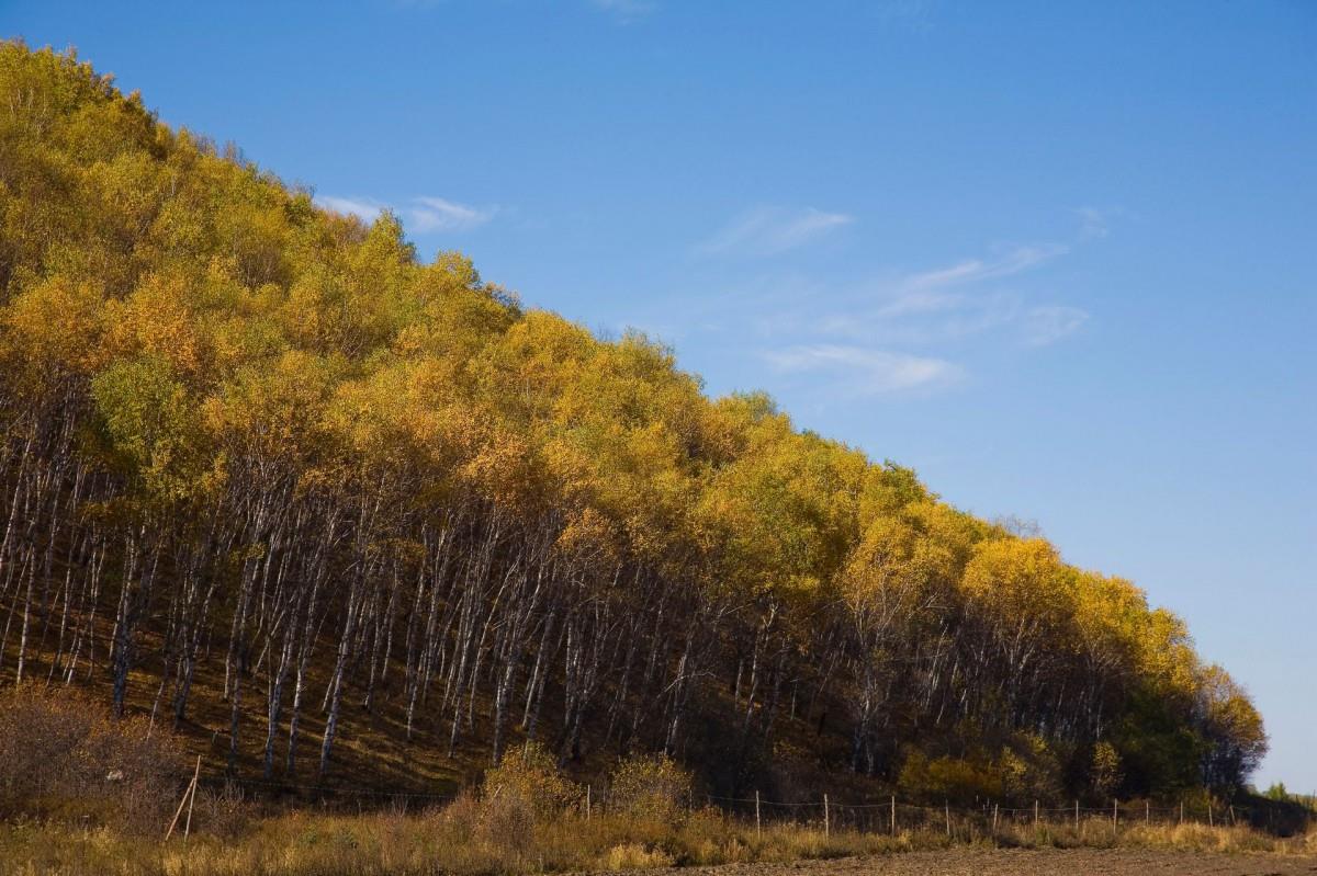 秋天的森林与草原图片