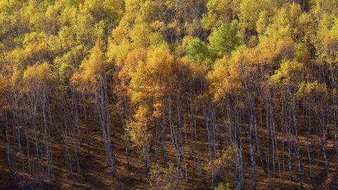 秋天的森林与草原图片