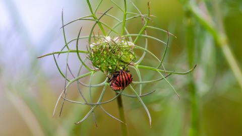 清新花园里的昆虫小动物图片