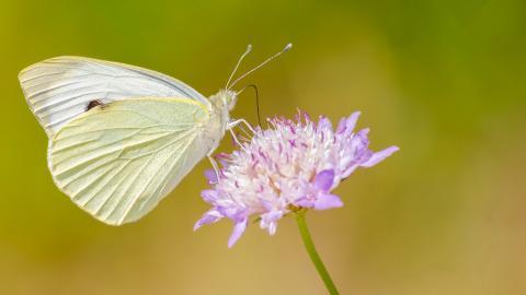清新花园里的昆虫小动物图片