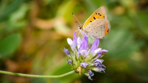 清新花园里的昆虫小动物图片