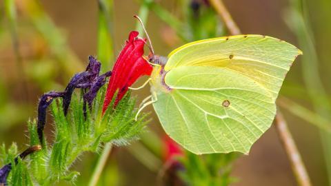 清新花园里的昆虫小动物图片