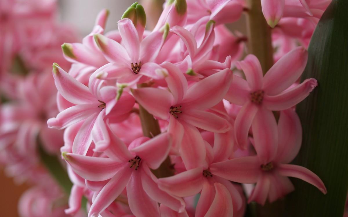 淡雅美丽的风信子花语图片