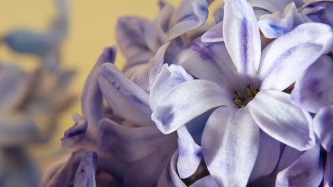 淡雅美丽的风信子花语图片