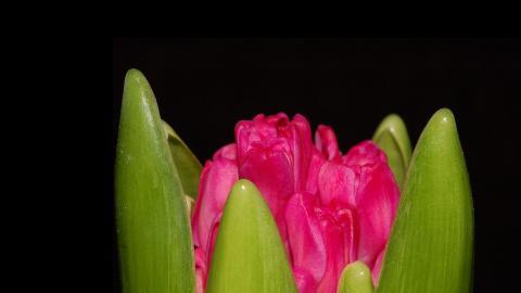 淡雅美丽的风信子花语图片