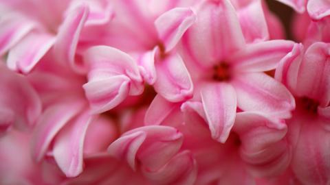 淡雅美丽的风信子花语图片