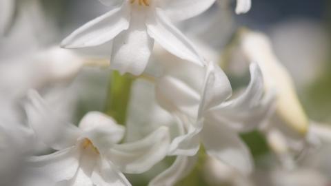 淡雅美丽的风信子花语图片