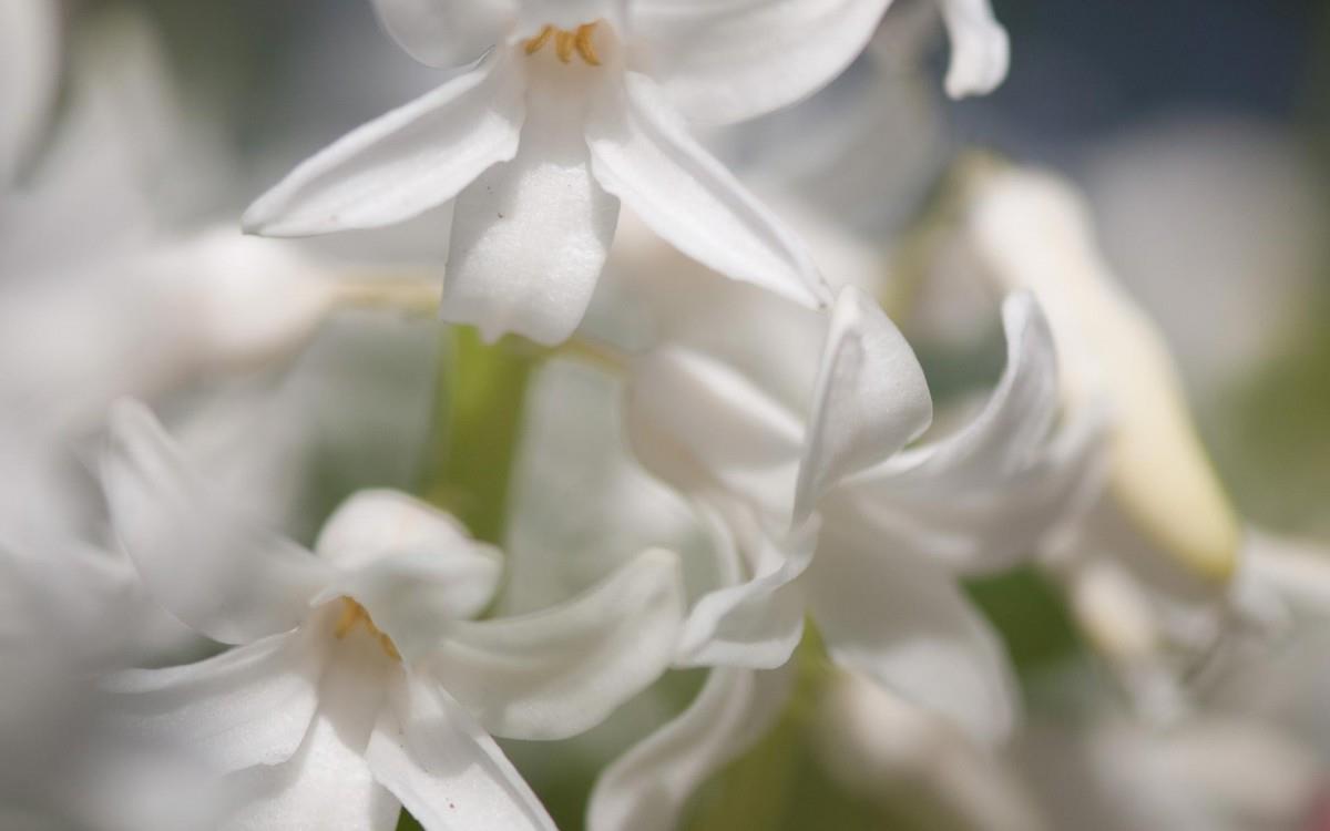 淡雅美丽的风信子花语图片