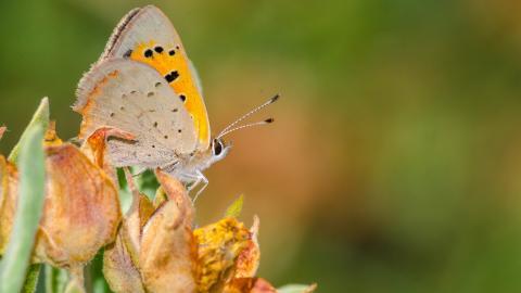 清新花园里的昆虫小动物图片