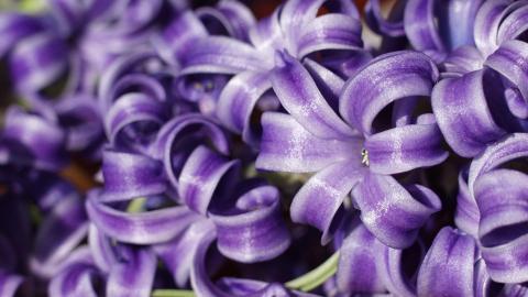 淡雅美丽的风信子花语图片