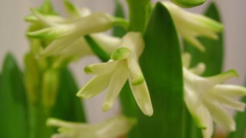 淡雅美丽的风信子花语图片