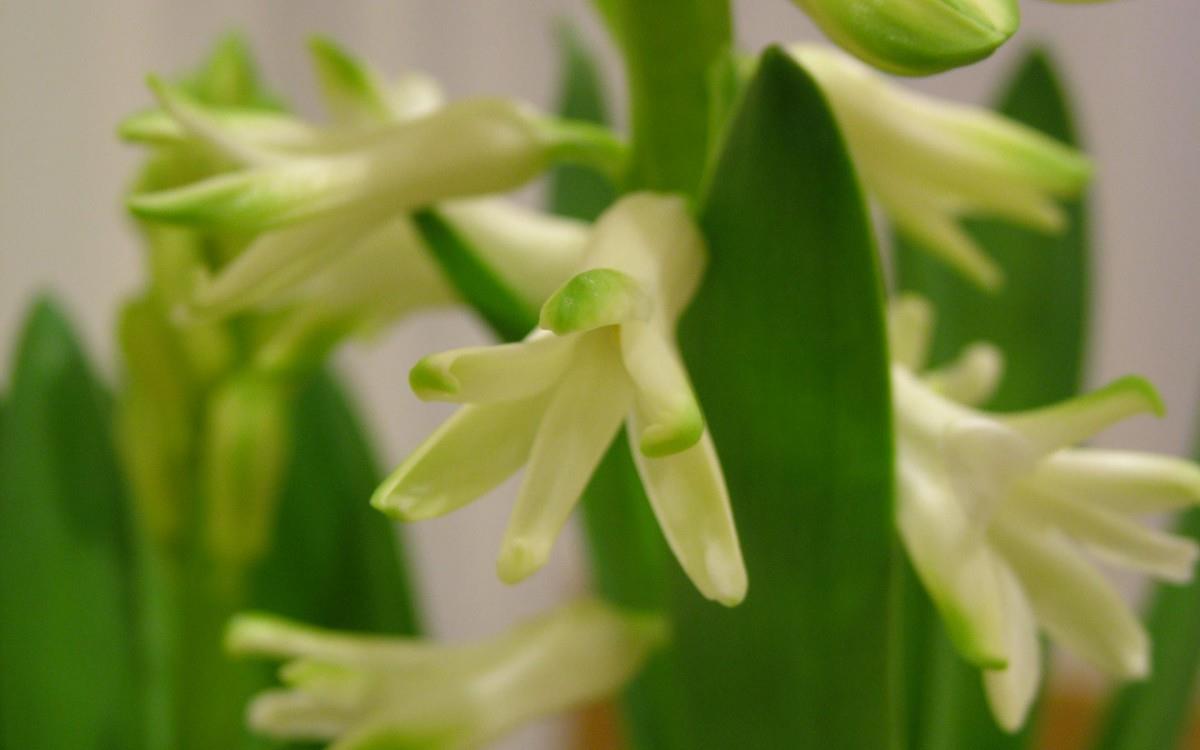 淡雅美丽的风信子花语图片