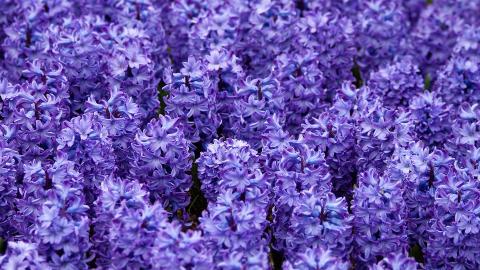 淡雅美丽的风信子花语图片