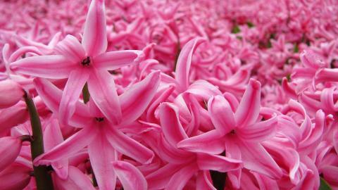 淡雅美丽的风信子花语图片