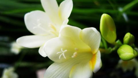 香雪兰花卉图片第一辑